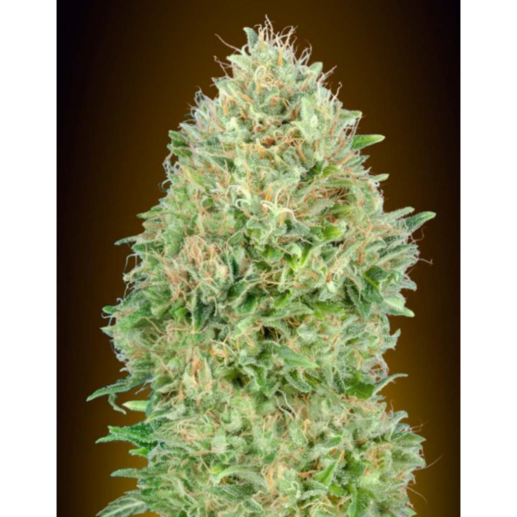 pineapple glue fem