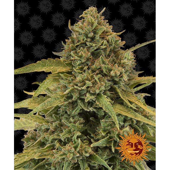 Bad Azz Kush Fem