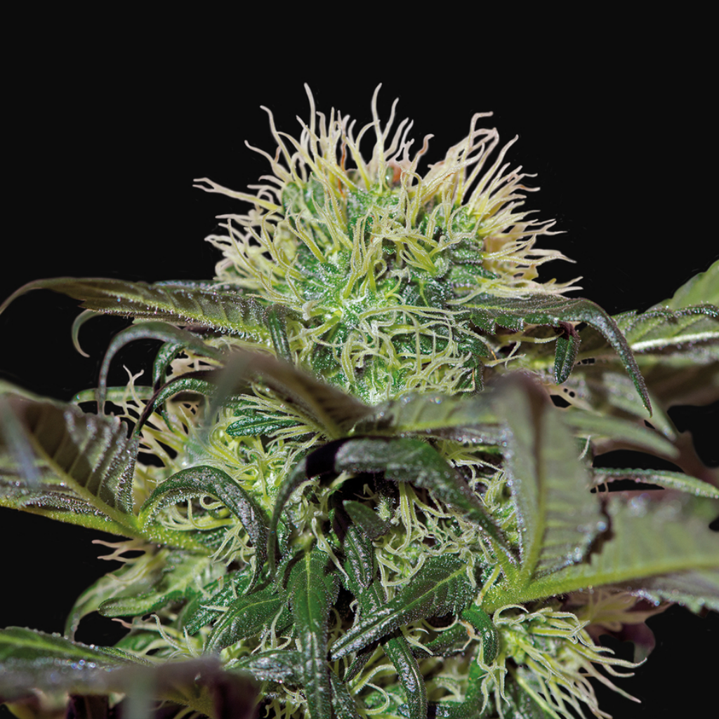 Bad Azz Kush Fem