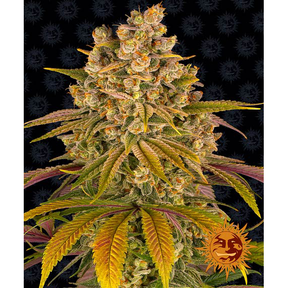 Lemon Tree Fem