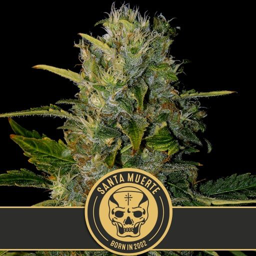 Santa Muerte Fem
