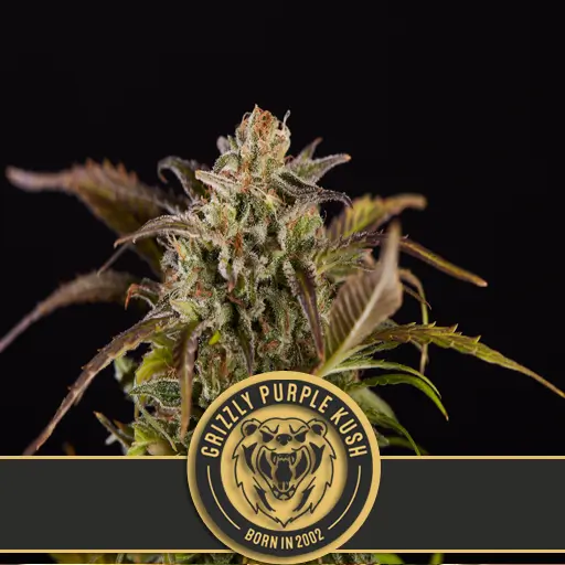 Grizzly Purple Kush Fem