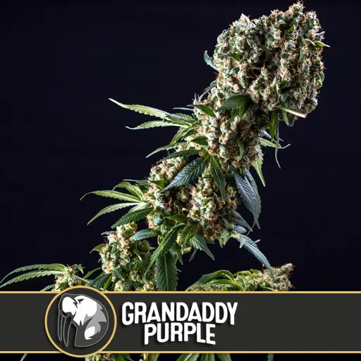 Grandaddy Purple Fem