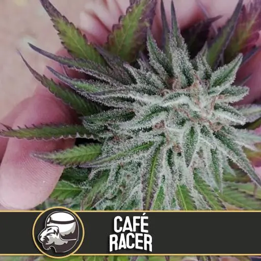 Cafe Racer Fem