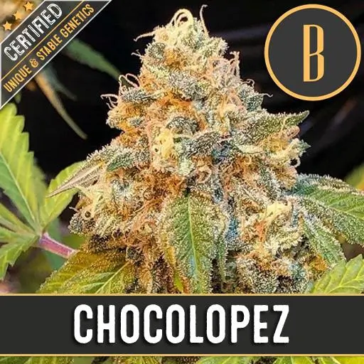 Chocolopez Fem
