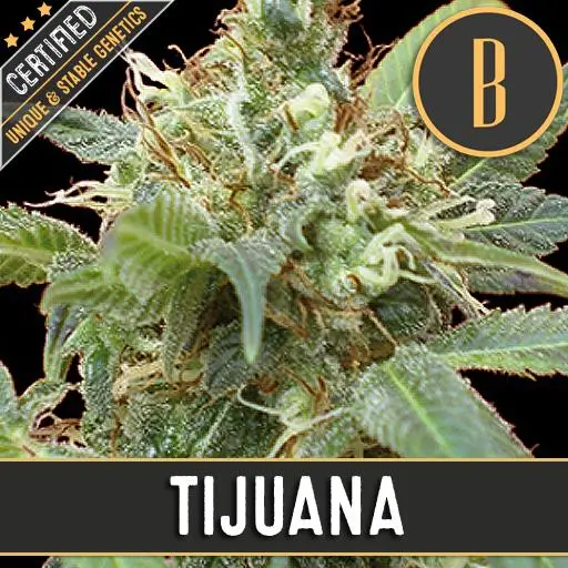 Tijuana Fem