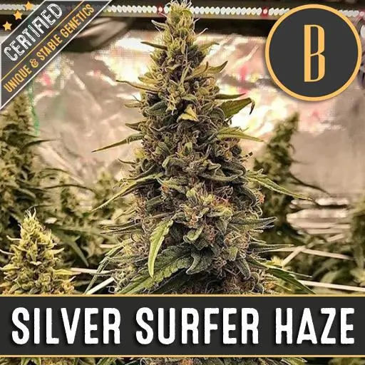 Silver Surfer Haze Fem