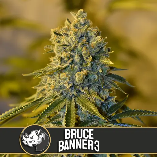 Bruce Banner #3 Fem