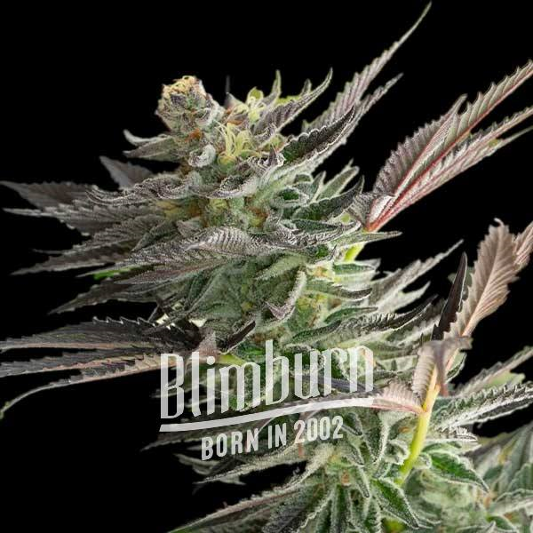 Gelato Fast Blooming Fem