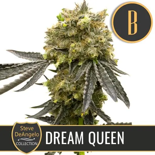Dream Queen Fem