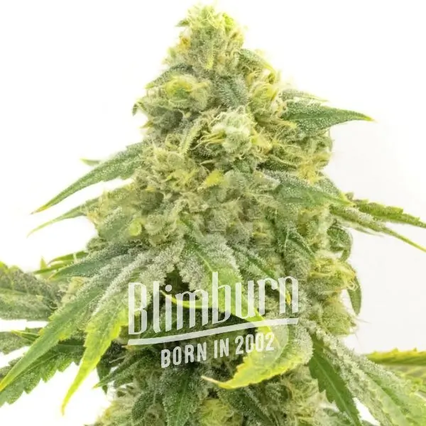 Alien OG Fem