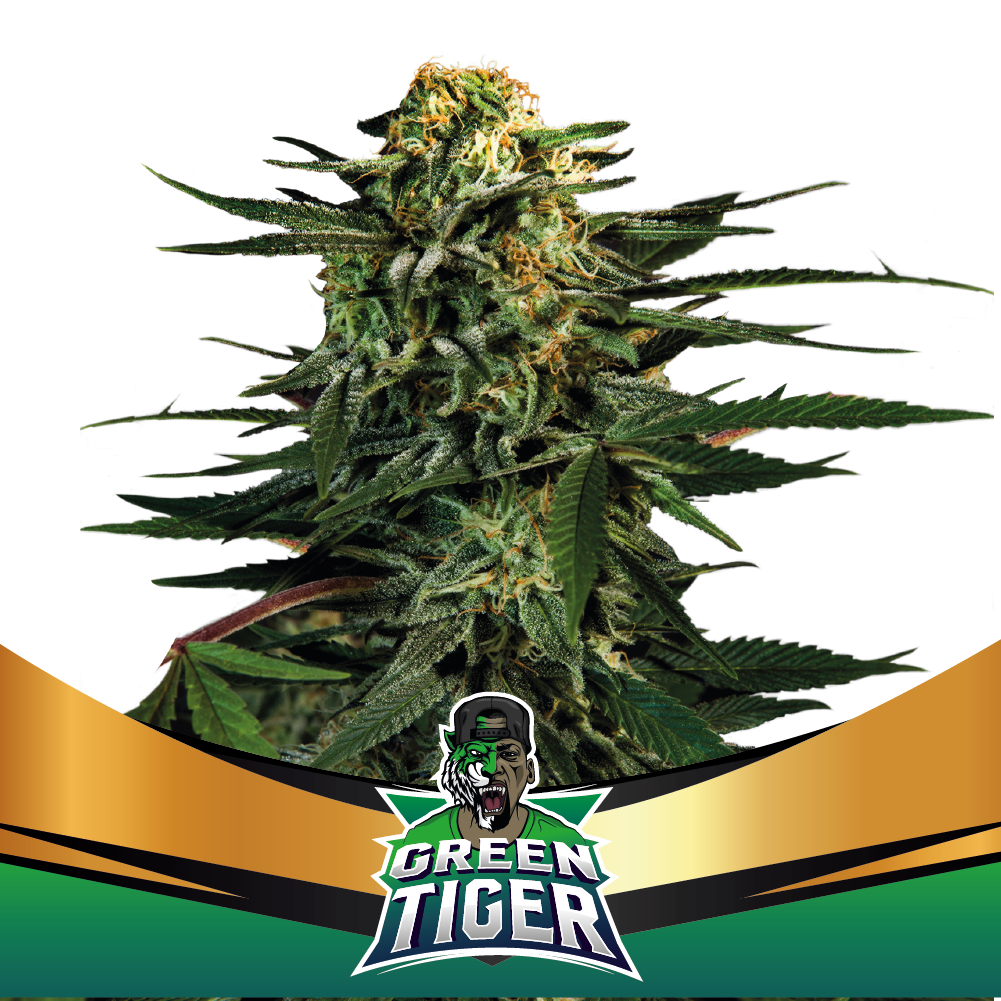 Green Tiger Fast Version Fem