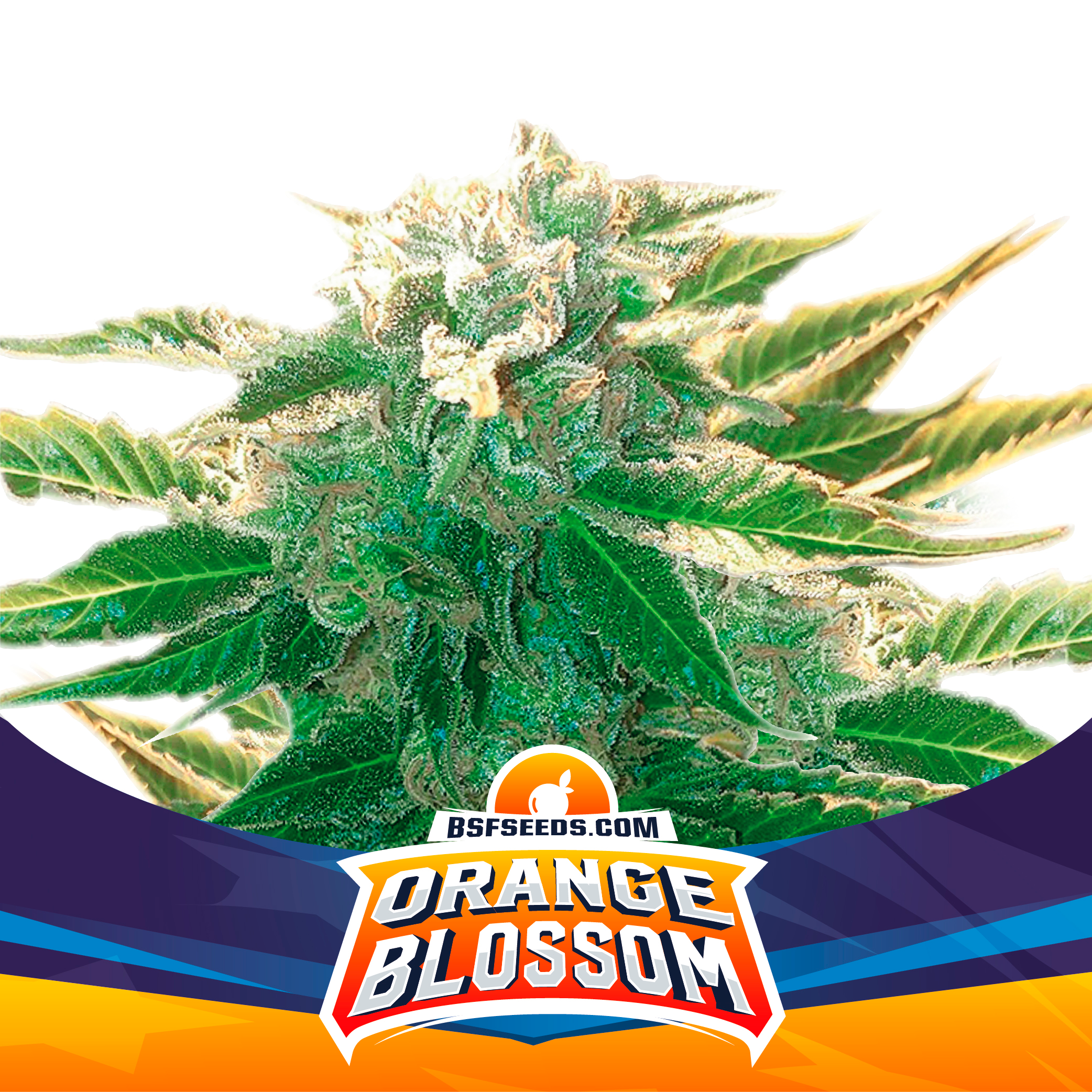 Orange Blossom XXL Auto