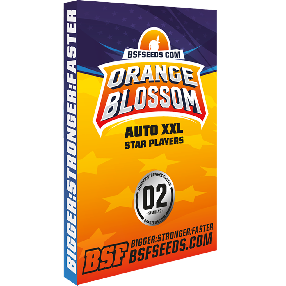 Orange Blossom XXL Auto