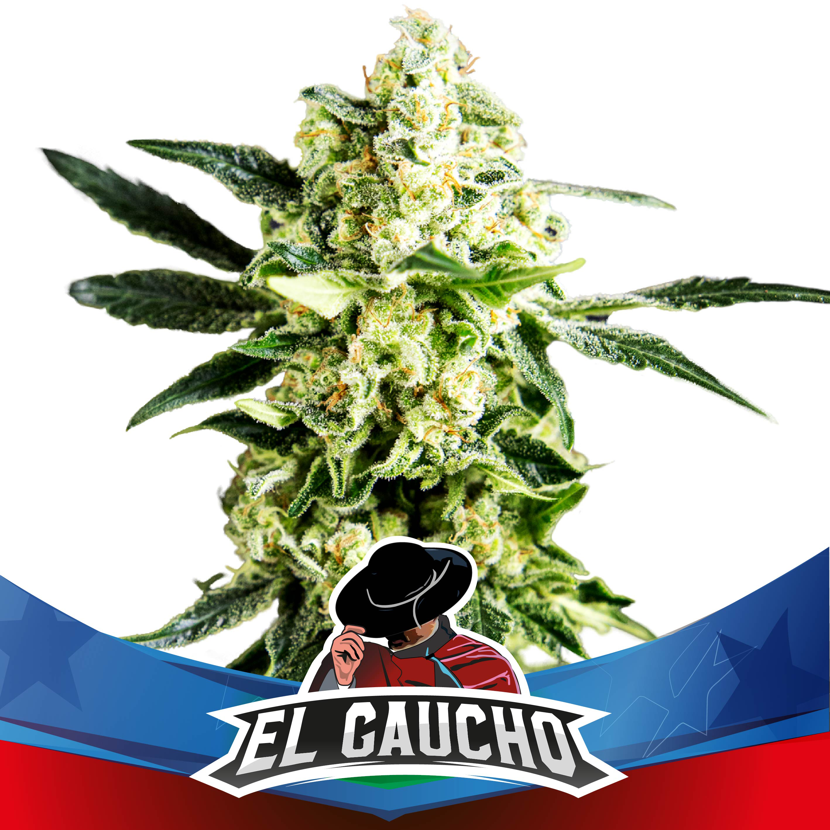 El Gaucho Faster Fem