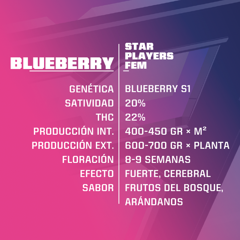 Blueberry Fem
