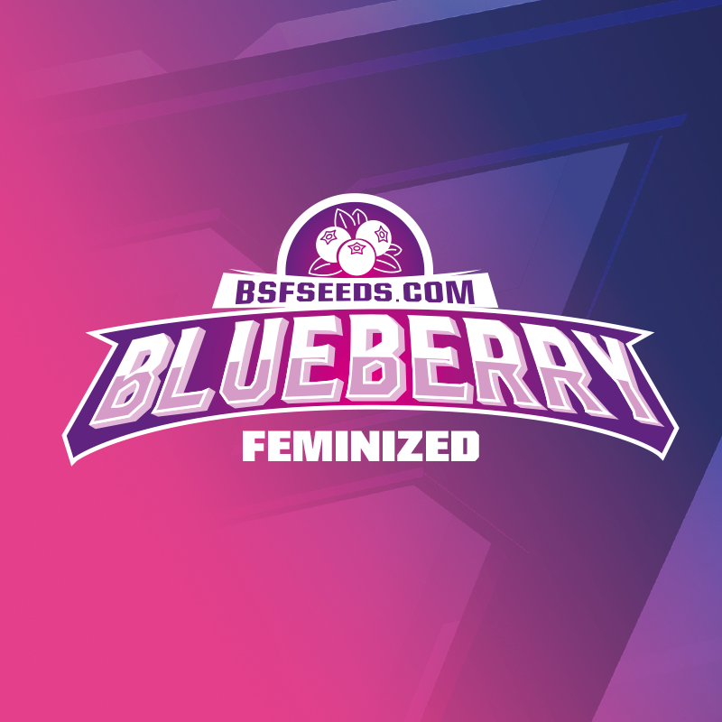 Blueberry Fem