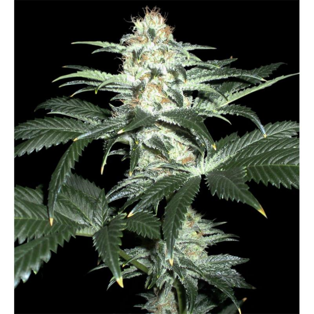 Critical Sensi Star Fem