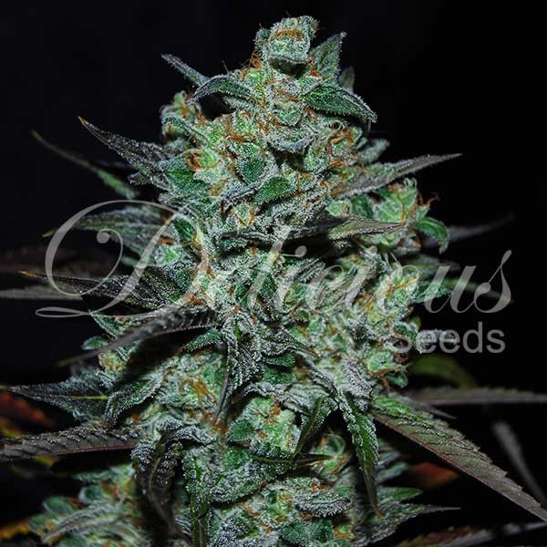 Northern Light Blue THC Free Fem
