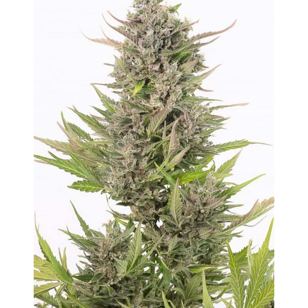 Critical + Auto CBD