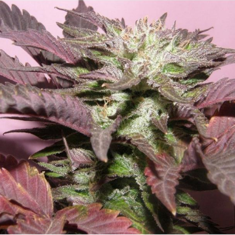 Melon Gum Fem.