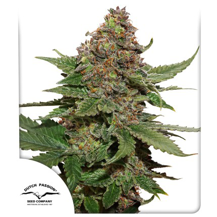 Strawberry Cough Fem