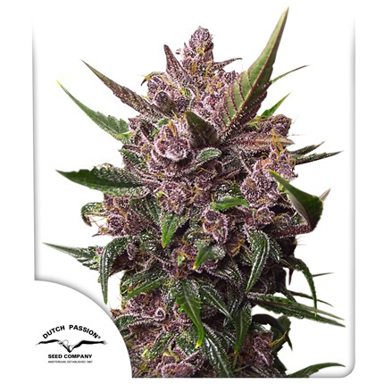 Auto Blackberry Kush