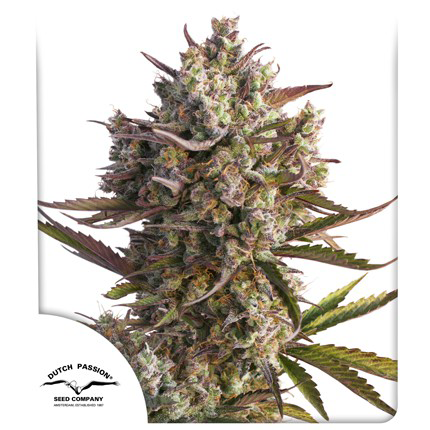 Auto Blueberry