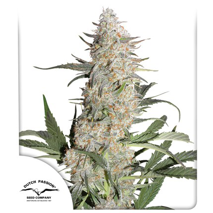 Critical Orange Punch Fem
