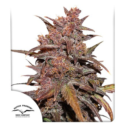 Auto CBD Blackberry Kush