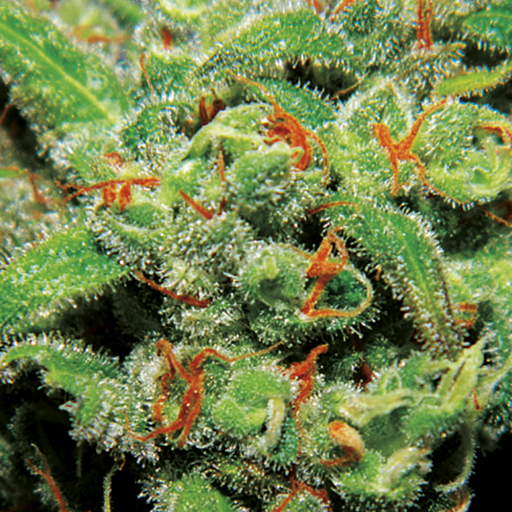 Auto Tasty