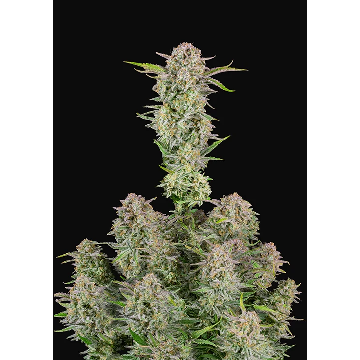 Bruce Banner Auto