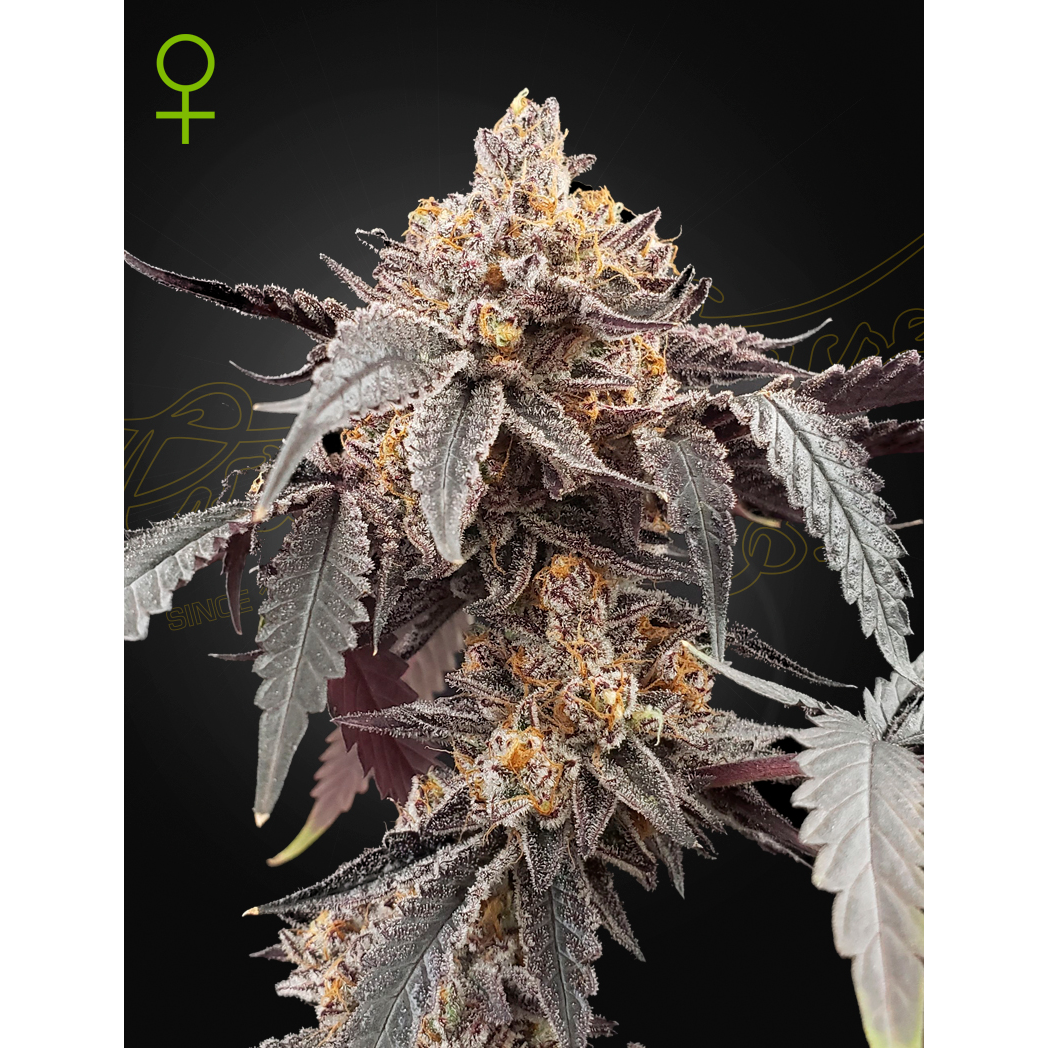 Guava x Gelato #41 Auto 