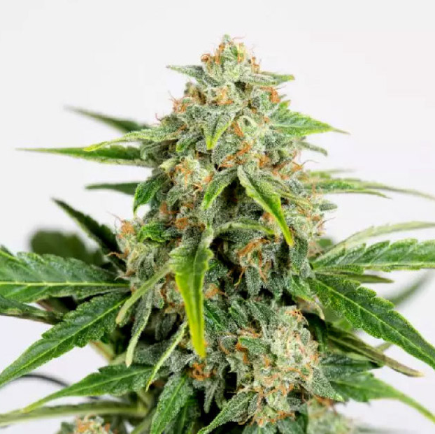 Amnesia CBD Pure Auto 