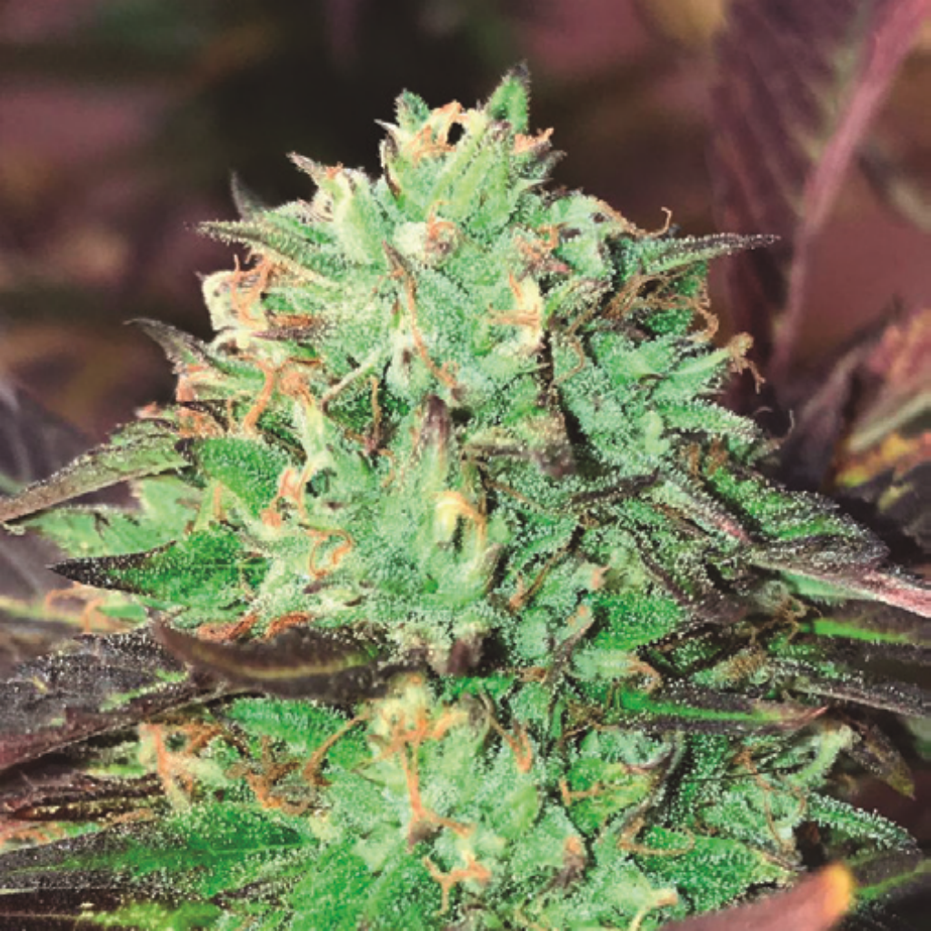 Gelato Royal Fem