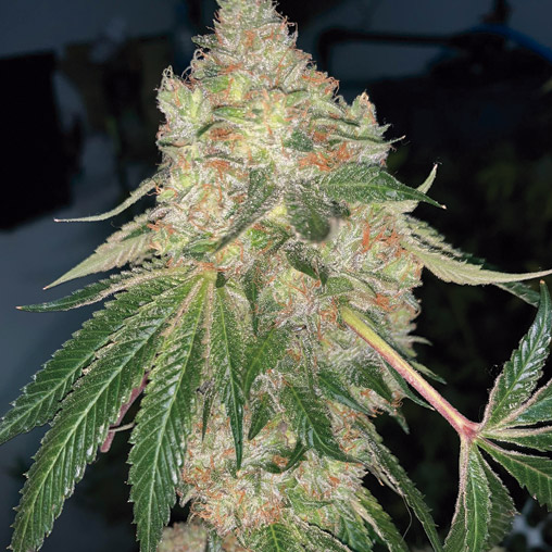 MassKush Speed Version Fem