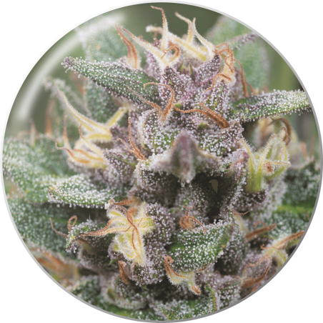 Bluehell Auto