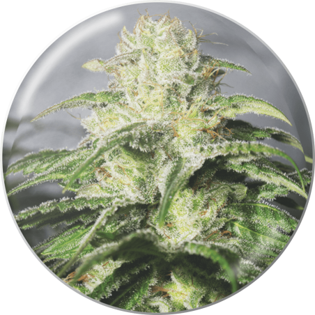 OG Kush CBD