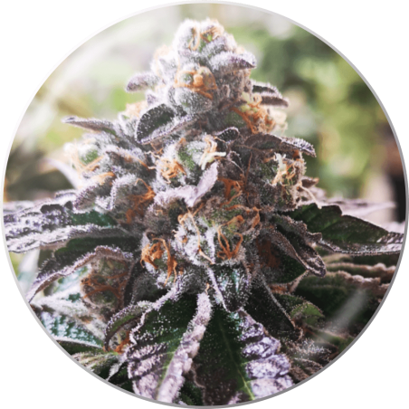 Cookies Purple Punch Fem