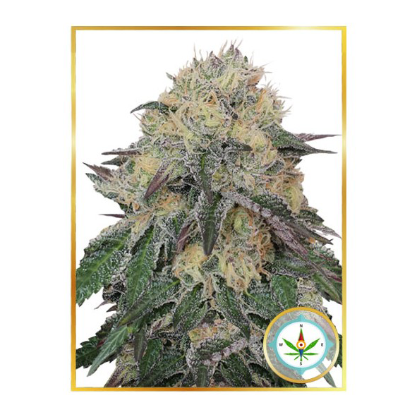 Mr. Northern OG
