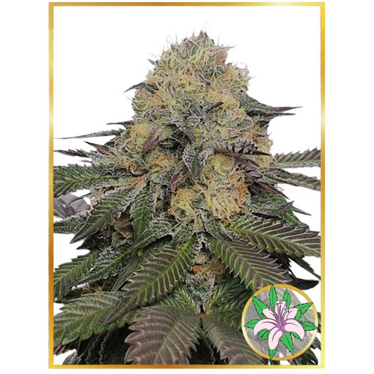 Mr. Lili OG Fem