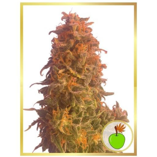 Auto Apple Fruit