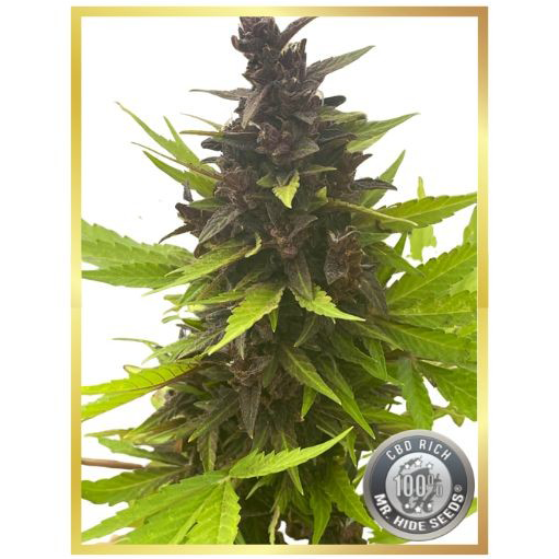 Auto Purple CBD Rich