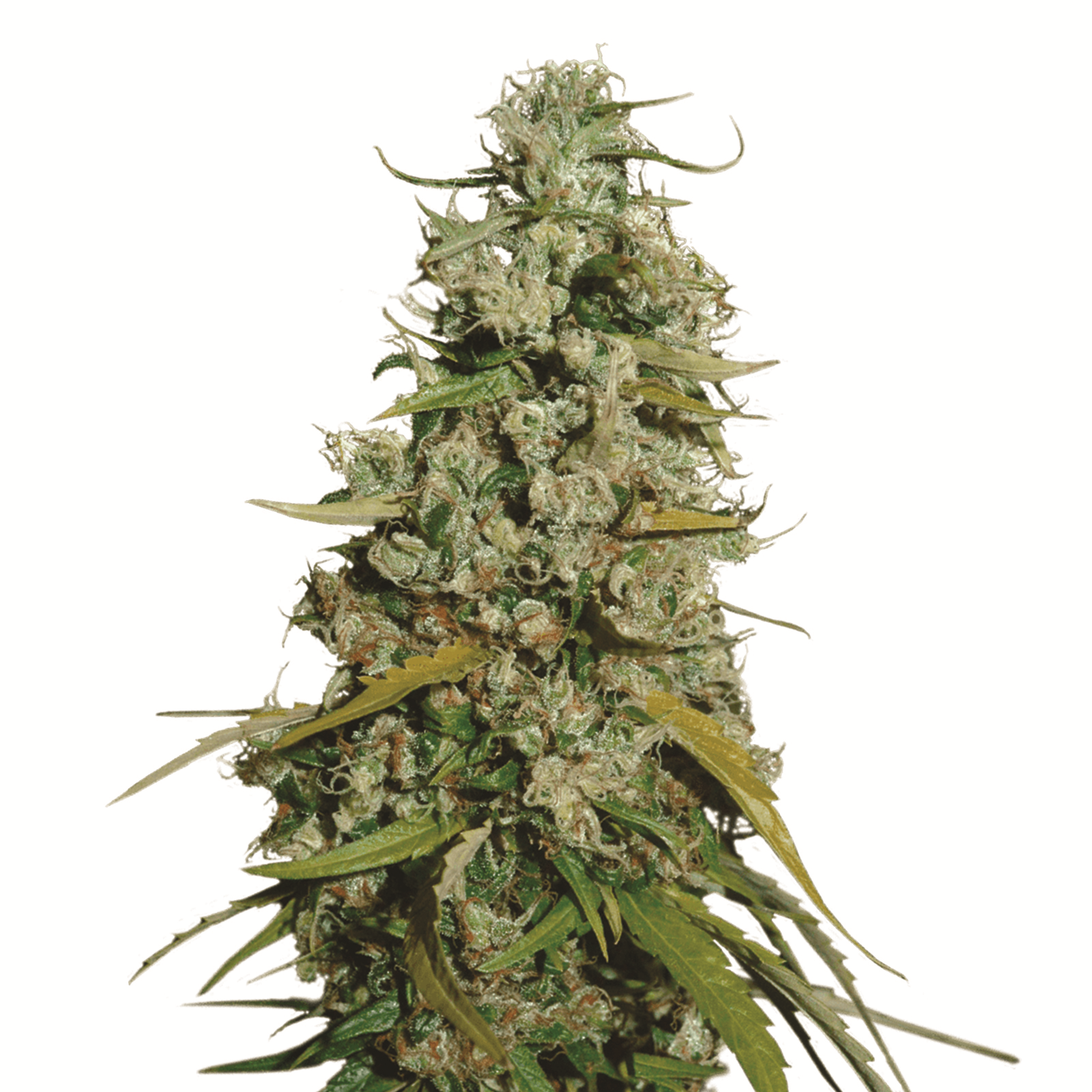 Hawaii Maui Waui Fem