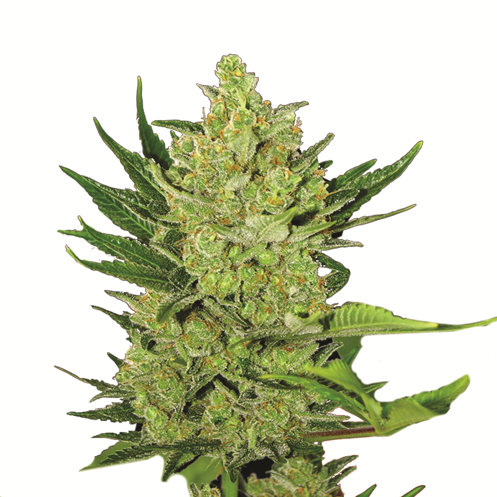 Big Bud Auto 