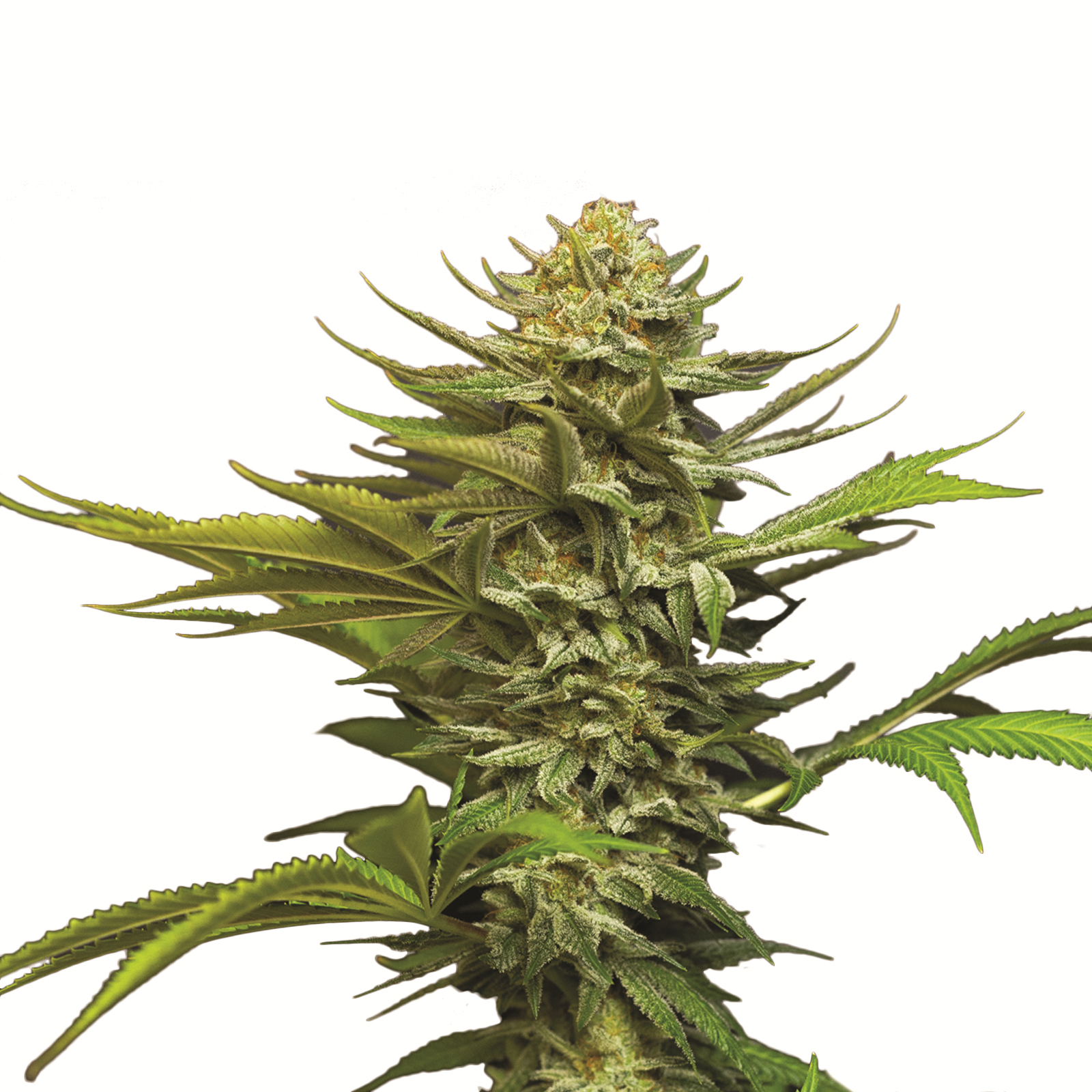 Girl Scout Cookies Auto 