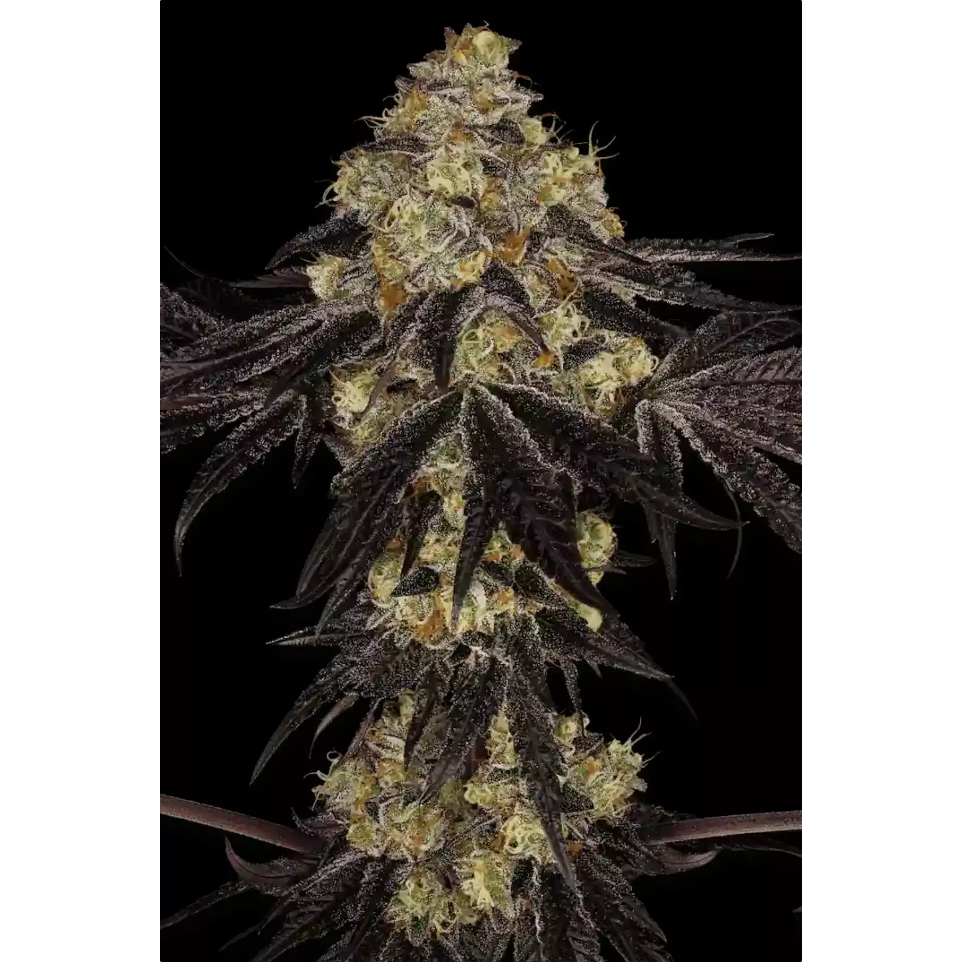 Sunset Paradise Fem