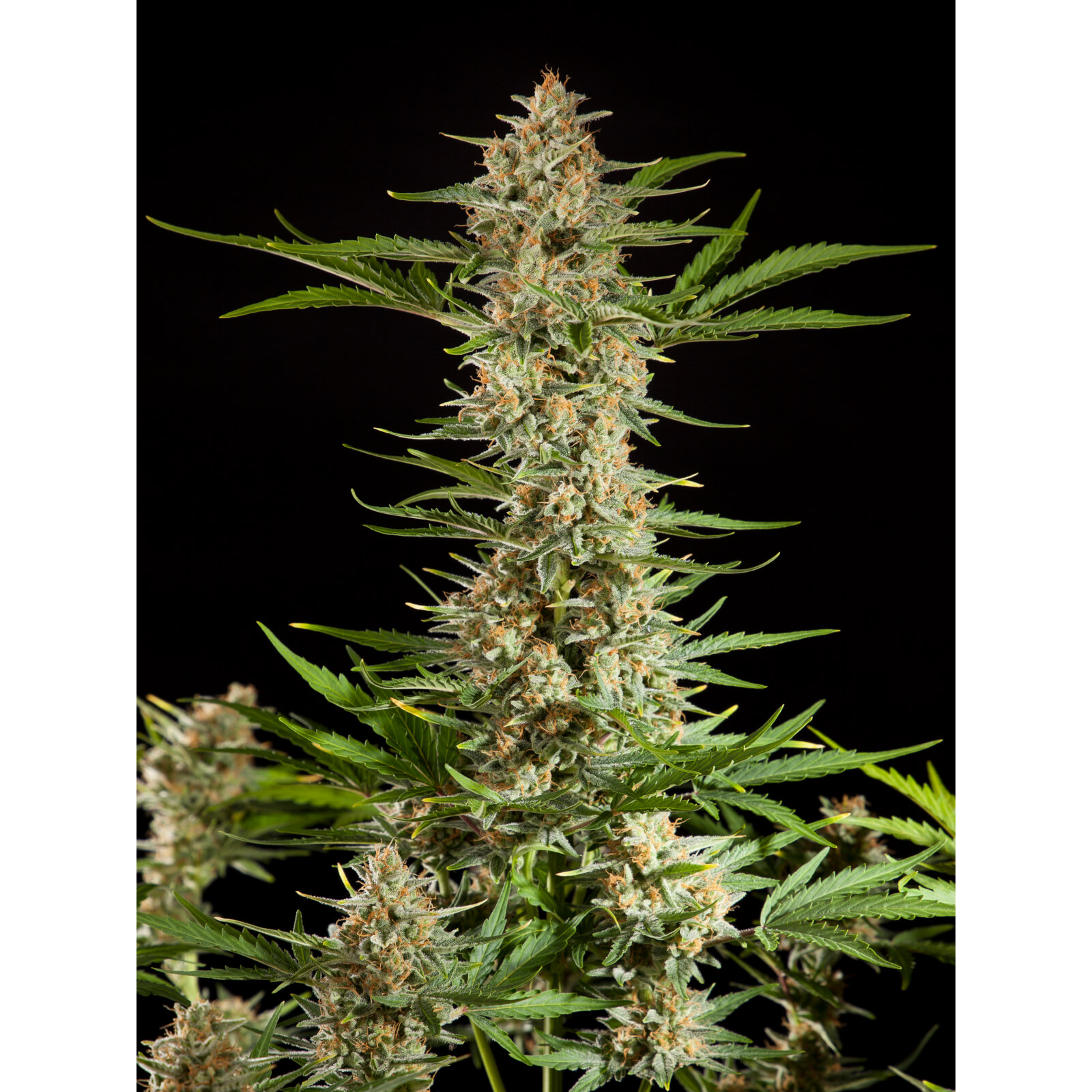 Fraggle Skunk Auto 