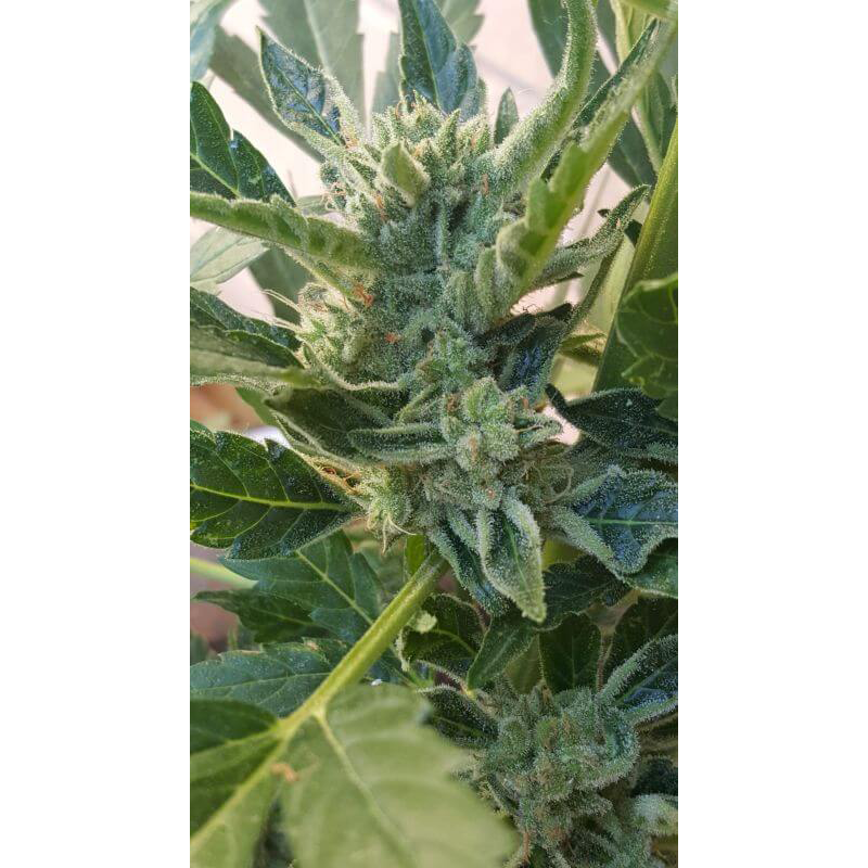 Banana Zkittlez Auto 