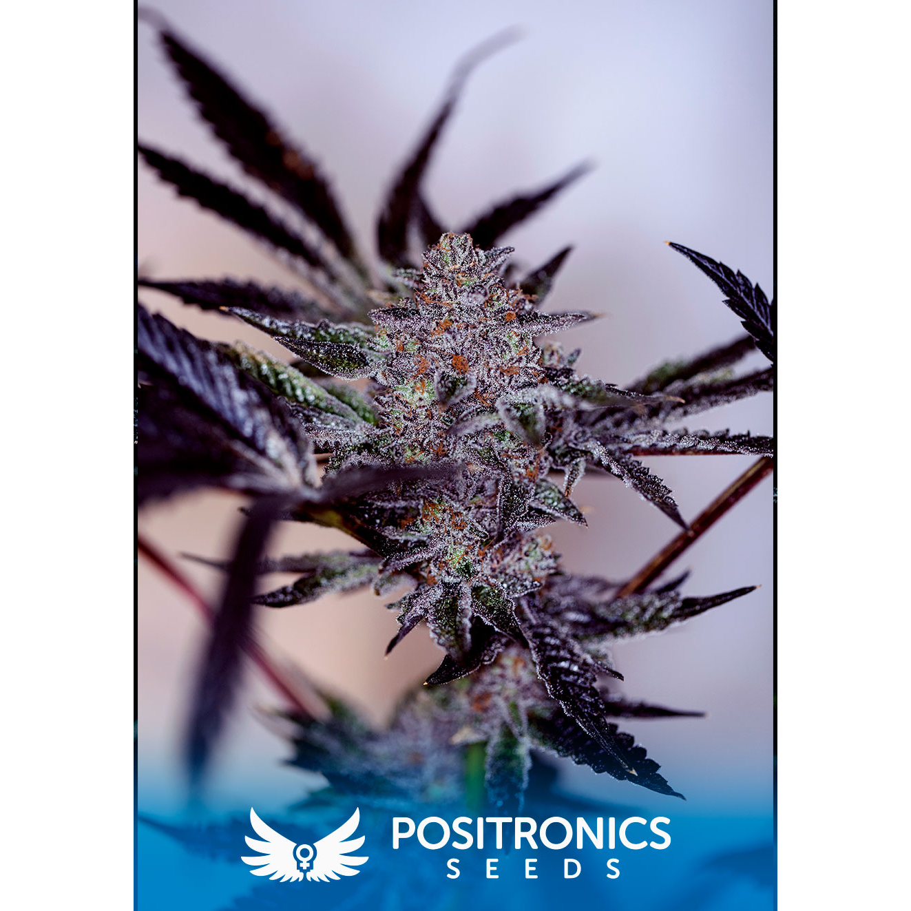 Purple Cherry Auto 